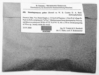 Image of Henningsomyces puber